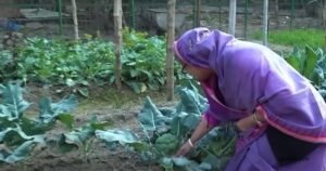 গণভবনে প্রধানমন্ত্রীর ফসলি উঠোন থেকে উঠলো ৪৬ মণ পেঁয়াজ