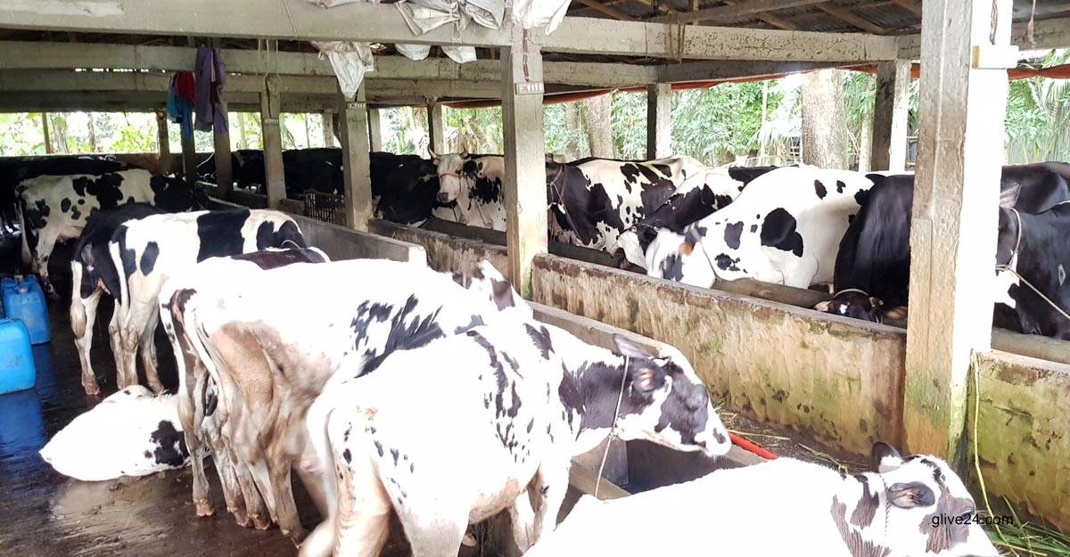 গরু ও গরুর মাংস আমদানির নির্দেশনা চেয়ে হাইকোর্টে রিট 1 গোখাদ্যর দাম বাড়ায় দুশ্চিন্তায় খামারি