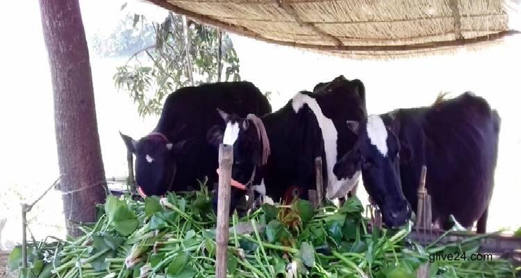 গোখাদ্যর দাম বাড়ায় দুশ্চিন্তায় খামারি