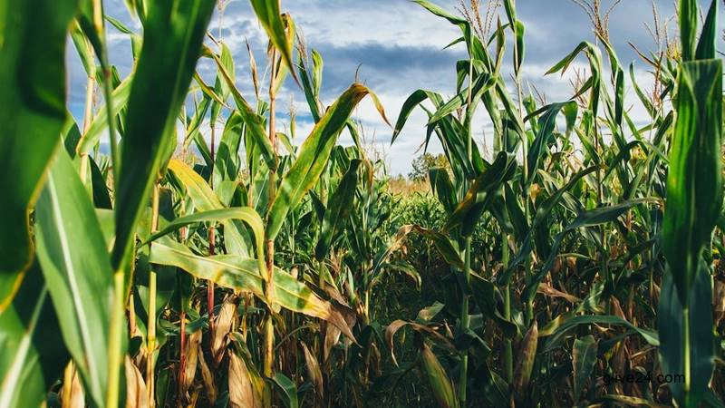 দুর্গম চরের ভুট্টাক্ষেত এর আড়ালে চলতো অসামাজিক কাজ