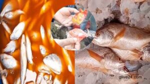 মাছ তাজা দেখাতে মেশানো হলো কাপড়ের রং