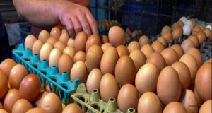 মুরগি ও ডিম 2 মুরগির উত্তাপে ডিমের দামও সাধারণের নাগালের বাইরে