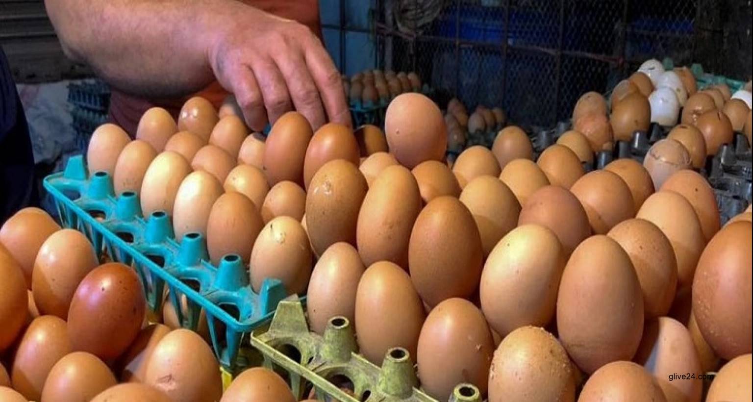 আরও ৫ কোটি ডিম আমদানির অনুমোদন 2 আরও ৫ কোটি ডিম আমদানির অনুমোদন