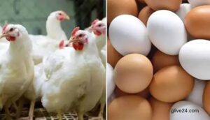 মুরগির উত্তাপে ডিমের দামও সাধারণের নাগালের বাইরে