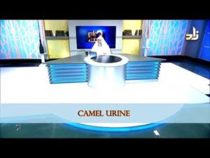 benefits of camel urine sheikh a Video Thumbnail: Benefits of Camel Urine - Sheikh Assim Al Hakeem