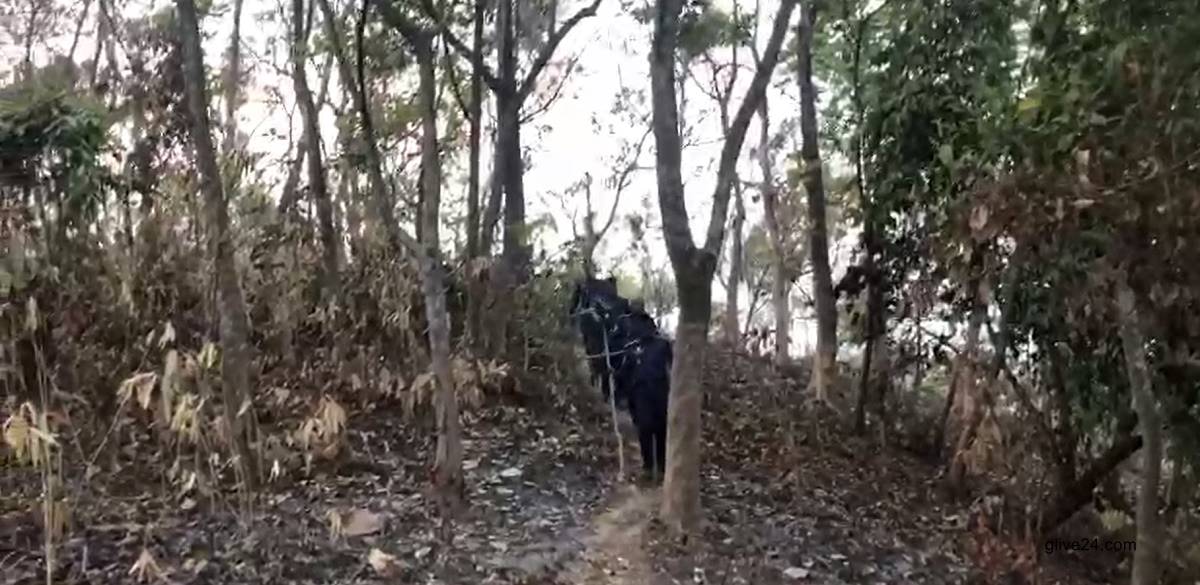 ঘুরতে গিয়ে পাহাড়ে পথ হারালো চার তরুণ, ৯৯৯-এ ফোন করে উদ্ধার