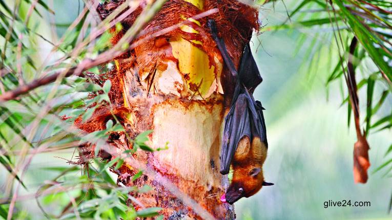 নিপাহ ভাইরাসে গৃহবধূর মৃত্যু 4 নিপাহ ভাইরাসে গৃহবধূর মৃত্যু