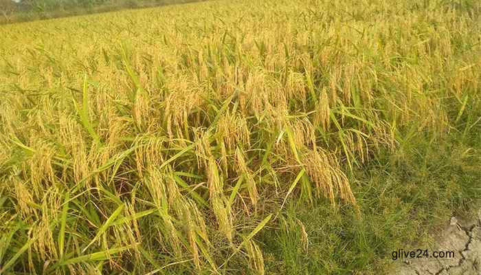 গোপালগঞ্জে ধান গবেষণা ইনস্টিটিউটে ১৮ জাতের ধান প্রদর্শনী 1 গোপালগঞ্জে ধান গবেষণা ইনস্টিটিউটে ১৮ জাতের ধান প্রদর্শনী