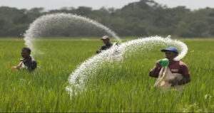 প্রতি কেজি রাসায়নিক সারের দাম ৫ টাকা বাড়লো 2 প্রতি কেজি রাসায়নিক সারের দাম ৫ টাকা বাড়লো