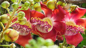 উত্তরা গণভবনে সুরভি ছড়াচ্ছে রাজার প্রিয় ফুল নাগলিঙ্গম 2 উত্তরা গণভবনে সুরভি ছড়াচ্ছে রাজার প্রিয় ফুল নাগলিঙ্গম