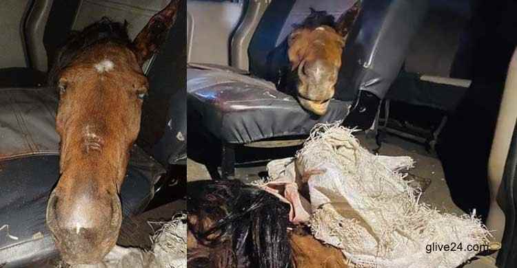 কক্সবাজারে গরুর বদলে ঘোড়ার মাংস বিক্রির চেষ্টা