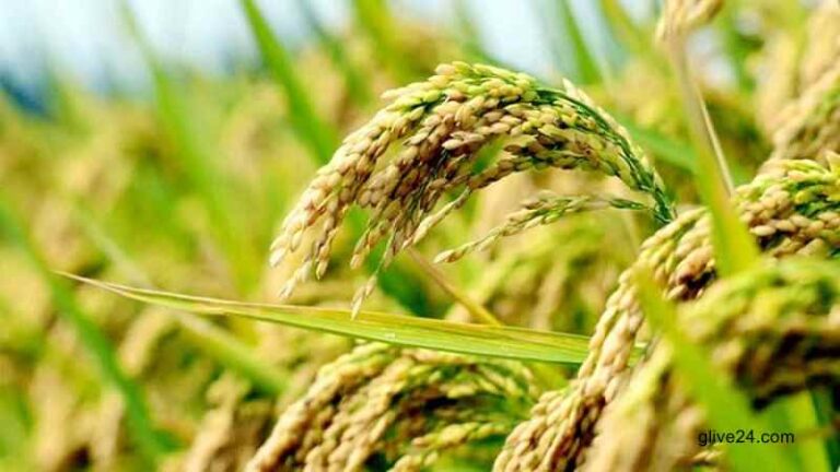 গোপালগঞ্জে ধান গবেষণা ইনস্টিটিউটে ১৮ জাতের ধান প্রদর্শনী