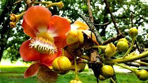 উত্তরা গণভবনে সুরভি ছড়াচ্ছে রাজার প্রিয় ফুল নাগলিঙ্গম 1 উত্তরা গণভবনে সুরভি ছড়াচ্ছে রাজার প্রিয় ফুল নাগলিঙ্গম