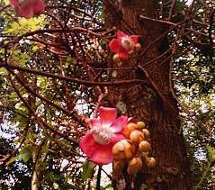 উত্তরা গণভবনে সুরভি ছড়াচ্ছে রাজার প্রিয় ফুল নাগলিঙ্গম 3 উত্তরা গণভবনে সুরভি ছড়াচ্ছে রাজার প্রিয় ফুল নাগলিঙ্গম