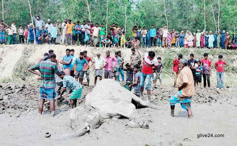 ধানক্ষেত থেকে বন্য হাতির মরদেহ উদ্ধার 1 ধানক্ষেত থেকে বন্য হাতির মরদেহ উদ্ধার