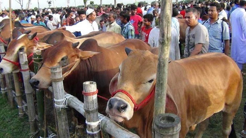 ঢাকার যেসব পশুর হাটে ক্যাশলেস লেনদেন থাকবে এবার