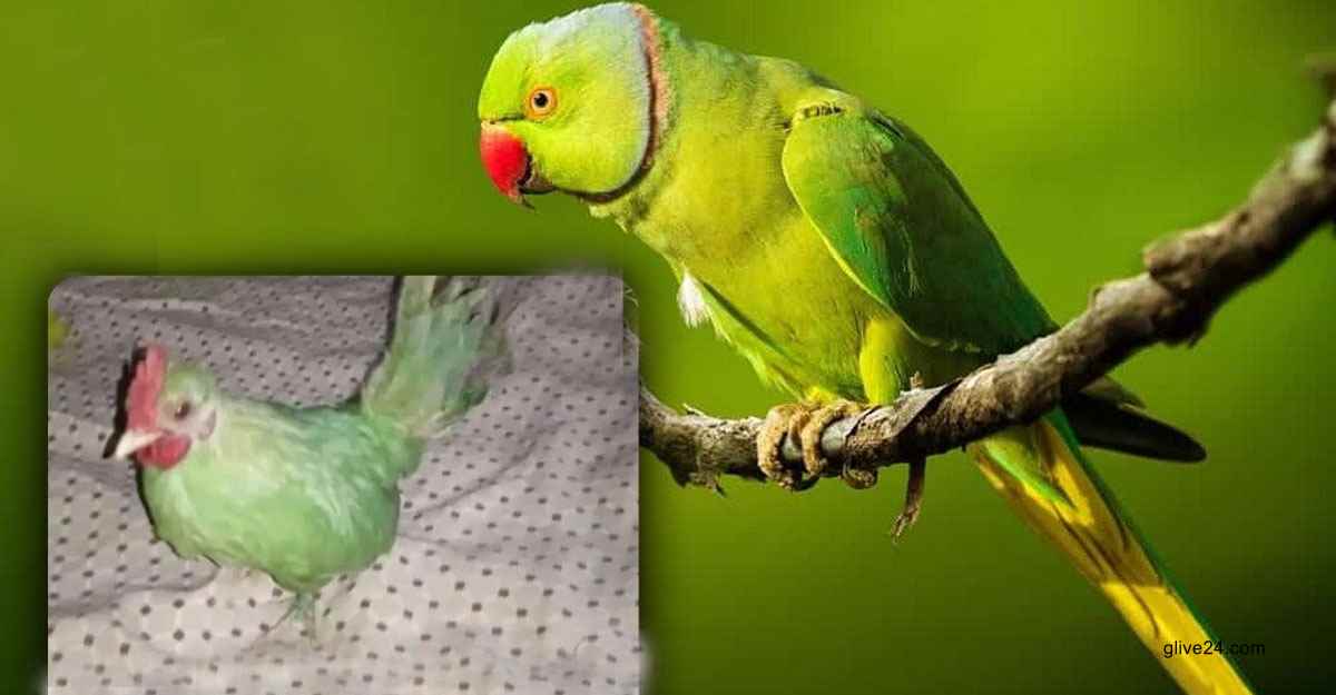 পাকিস্তানে মুরগিকে টিয়া সাজিয়ে অনলাইনে বিক্রির চেষ্টা , দাম সাড়ে ৬ হাজার 1 %E0%A6%AA%E0%A6%BE%E0%A6%95%E0%A6%BF%E0%A6%B8%E0%A7%8D%E0%A6%A4%E0%A6%BE%E0%A6%A8%E0%A7%87 %E0%A6%AE%E0%A7%81%E0%A6%B0%E0%A6%97%E0%A6%BF%E0%A6%95%E0%A7%87 %E0%A6%9F%E0%A6%BF%E0%A6%AF%E0%A6%BC%E0%A6%BE %E0%A6%B8%E0%A6%BE%E0%A6%9C%E0%A6%BF%E0%A6%AF%E0%A6%BC%E0%A7%87 %E0%A6%85%E0%A6%A8%E0%A6%B2%E0%A6%BE%E0%A6%87%E0%A6%A8%E0%A7%87 %E0%A6%AC%E0%A6%BF%E0%A6%95%E0%A7%8D%E0%A6%B0%E0%A6%BF%E0%A6%B0 %E0%A6%9A%E0%A7%87%E0%A6%B7%E0%A7%8D%E0%A6%9F%E0%A6%BE %E0%A6%A6%E0%A6%BE%E0%A6%AE %E0%A6%B8%E0%A6%BE%E0%A6%A1%E0%A6%BC%E0%A7%87 %E0%A7%AC %E0%A6%B9%E0%A6%BE%E0%A6%9C%E0%A6%BE%E0%A6%B0 %E0%A7%A7 পাকিস্তানে মুরগিকে টিয়া সাজিয়ে অনলাইনে বিক্রির চেষ্টা , দাম সাড়ে ৬ হাজার