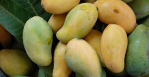 অনলাইনে আমের প্রি-অর্ডার প্রায় ৯ কোটি টাকার
