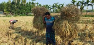 গত বছর ফেসবুক লাইভে সার্টিফিকেট ছিঁড়ে ফেলা সেই যুবক এখন কৃষক