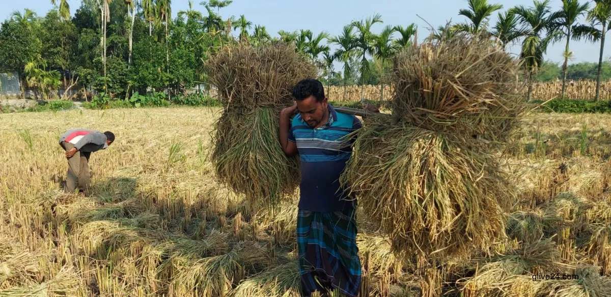 গত বছর ফেসবুক লাইভে সার্টিফিকেট ছিঁড়ে ফেলা সেই যুবক এখন কৃষক