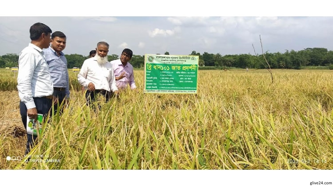 গোপালগঞ্জে নতুন উদ্ভাবিত ব্রি ধান ১০১ জাতের ভালো ফলন হয়েছে