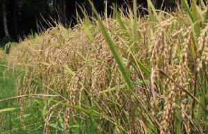 গোপালগঞ্জে নতুন উদ্ভাবিত ব্রি ধান ১০১ জাতের ভালো ফলন হয়েছে