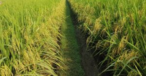 গোপালগঞ্জে নতুন উদ্ভাবিত ব্রি ধান ১০১ জাতের ভালো ফলন হয়েছে