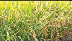 গোপালগঞ্জে নতুন উদ্ভাবিত ব্রি ধান ১০১ জাতের ভালো ফলন হয়েছে