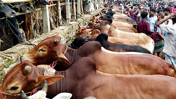 দুই সিটিতে যেসব জায়গায় বসবে অস্থায়ী পশুর হাট