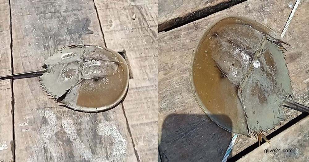 বিরল প্রজাতির কাঁকড়া ধরা পড়ল মেঘনা নদীতে 2 বিরল প্রজাতির কাঁকড়া ধরা পড়ল মেঘনা নদীতে