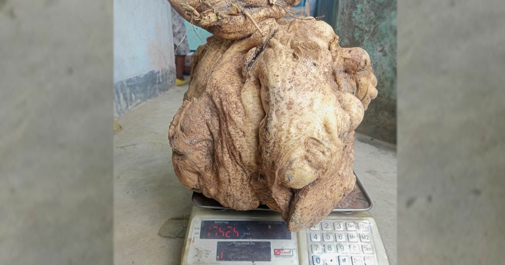 মাটির নীচে ১৭ কেজি ওজনের মিষ্টি আলু