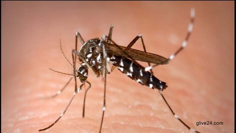 ডেঙ্গুর ভ্যাকসিন তৈরির উদ্যোগ নিচ্ছে বিএসএমএমইউ, জানালেন উপাচার্য 2 ডেঙ্গুর ভ্যাকসিন তৈরির উদ্যোগ নিচ্ছে বিএসএমএমইউ, জানালেন উপাচার্য