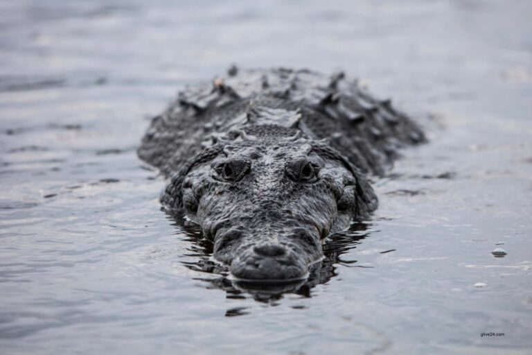 পুরুষ সঙ্গীর সংস্পর্শ ছাড়াই সম্পূর্ণ কুমারী অবস্থায় ছানার জন্ম দিয়েছে একটি কুমির