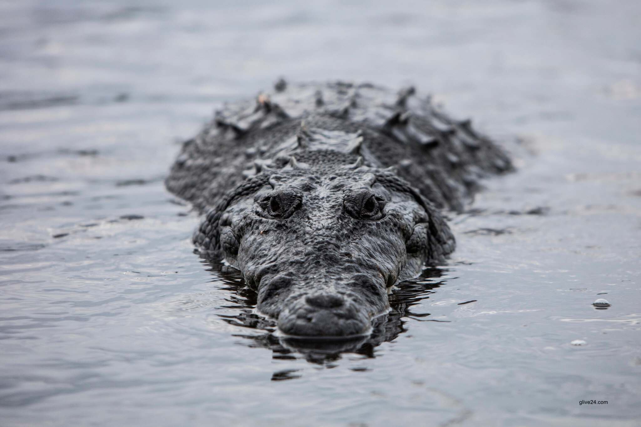 পুরুষ সঙ্গীর সংস্পর্শ ছাড়াই সম্পূর্ণ কুমারী অবস্থায় ছানার জন্ম দিয়েছে একটি কুমির