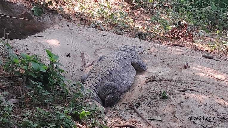 পুরুষ সঙ্গীর সংস্পর্শ ছাড়াই সম্পূর্ণ কুমারী অবস্থায় ছানার জন্ম দিয়েছে একটি কুমির