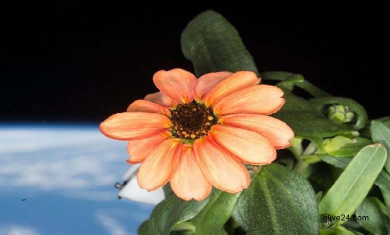 মহাকাশে ফুল গাছ চাষ