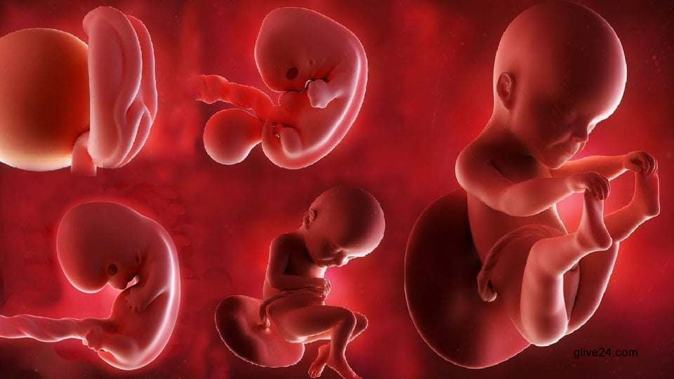 শুক্রাণু, ডিম্বাণু ছাড়াই শিশু!