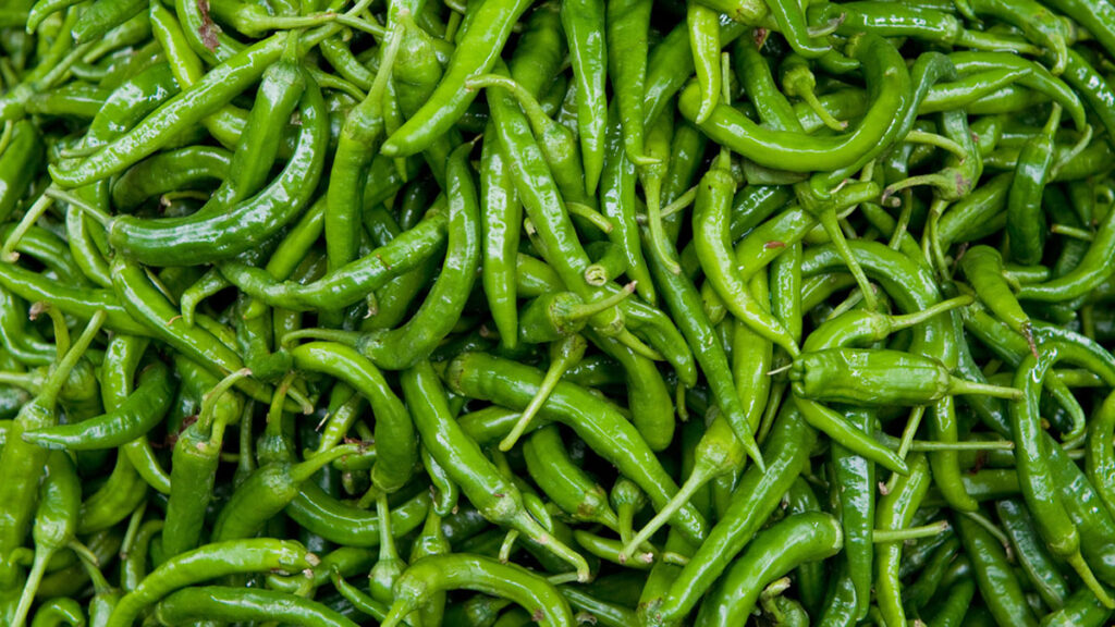কাঁচা মরিচের দাম কেজিতে ৬০ টাকা কমেছে হিলিতে
