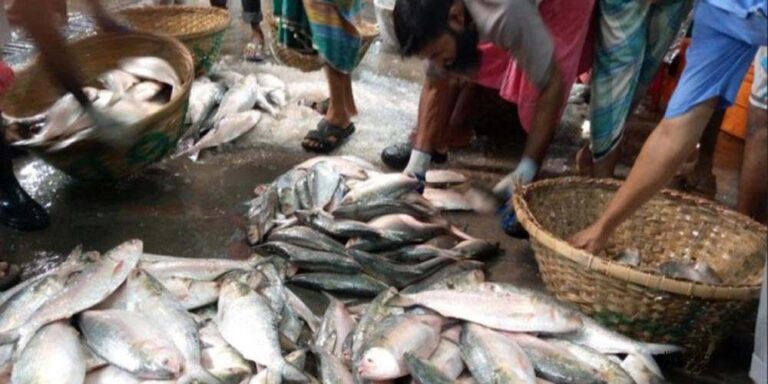 জাতীয় মৎস্য সপ্তাহ-’২৩ শুরু হচ্ছে আজ