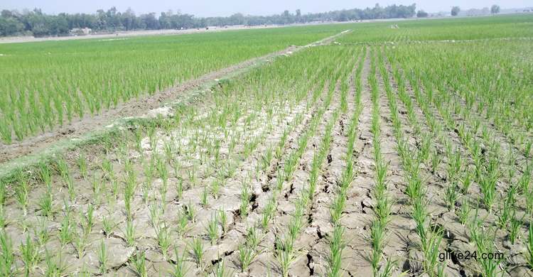 পানির অভাবে আমন ধানের জমি ফেটে চৌচির, দুশ্চিন্তায় কৃষক 3 পানির অভাবে আমন ধানের জমি ফেটে চৌচির, দুশ্চিন্তায় কৃষক