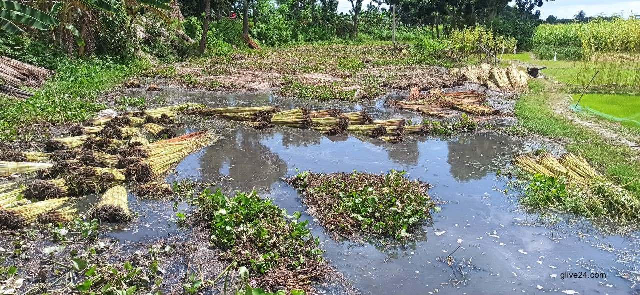 পানির অভাবে পাট নষ্ট হওয়ার আশংকা