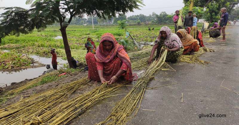 পানির অভাবে পাট নষ্ট হওয়ার আশংকা