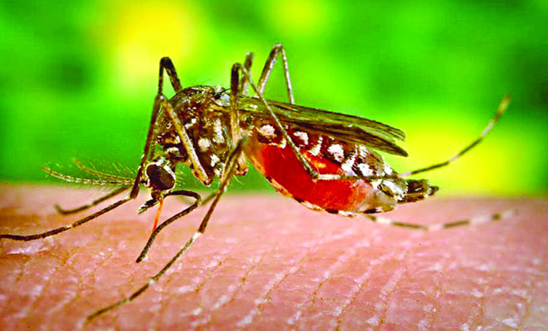 শরীরের গন্ধ চিনে কামড়ায় মশা, বলছে গবেষণা