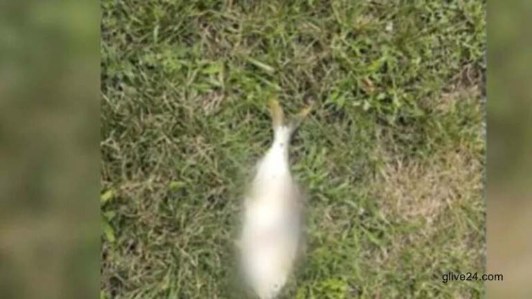 আকাশ থেকে ট্রান্সফর্মারের ওপর মাছ পড়ে পুরো শহর বিদ্যুৎহীন