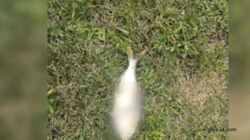 আকাশ থেকে ট্রান্সফর্মারের ওপর মাছ পড়ে পুরো শহর বিদ্যুৎহীন