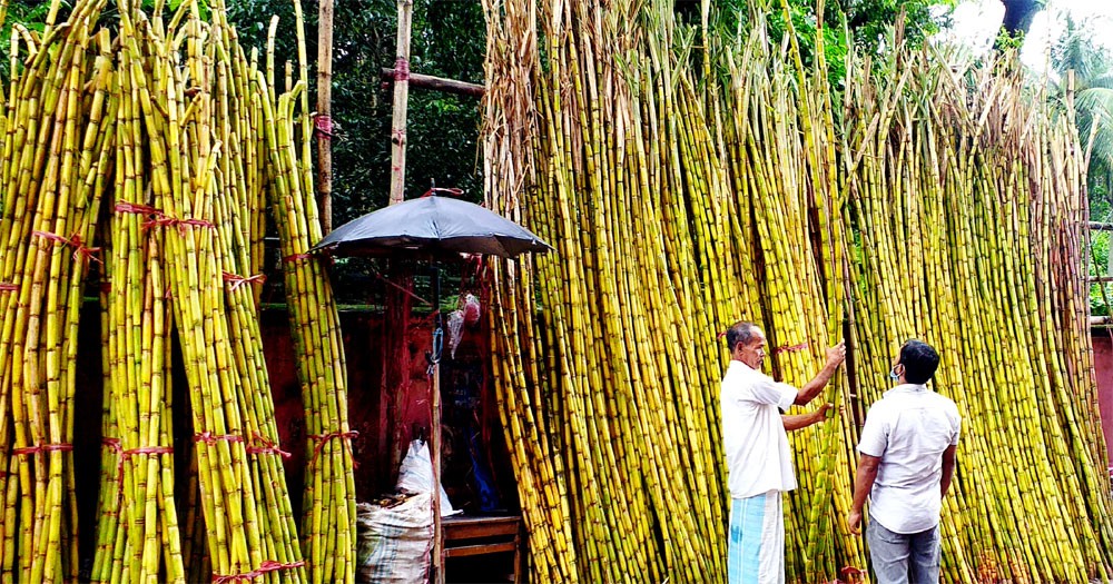 আখের বাম্পার ফলনে কৃষকের মুখে হাসি ফুটেছে 2 আখের বাম্পার ফলনে কৃষকের মুখে হাসি ফুটেছে