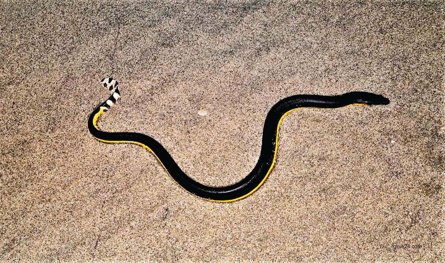 কক্সবাজার সৈকতে বিষধর সামুদ্রিক সাপ 3 কক্সবাজার সৈকতে বিষধর সামুদ্রিক সাপ