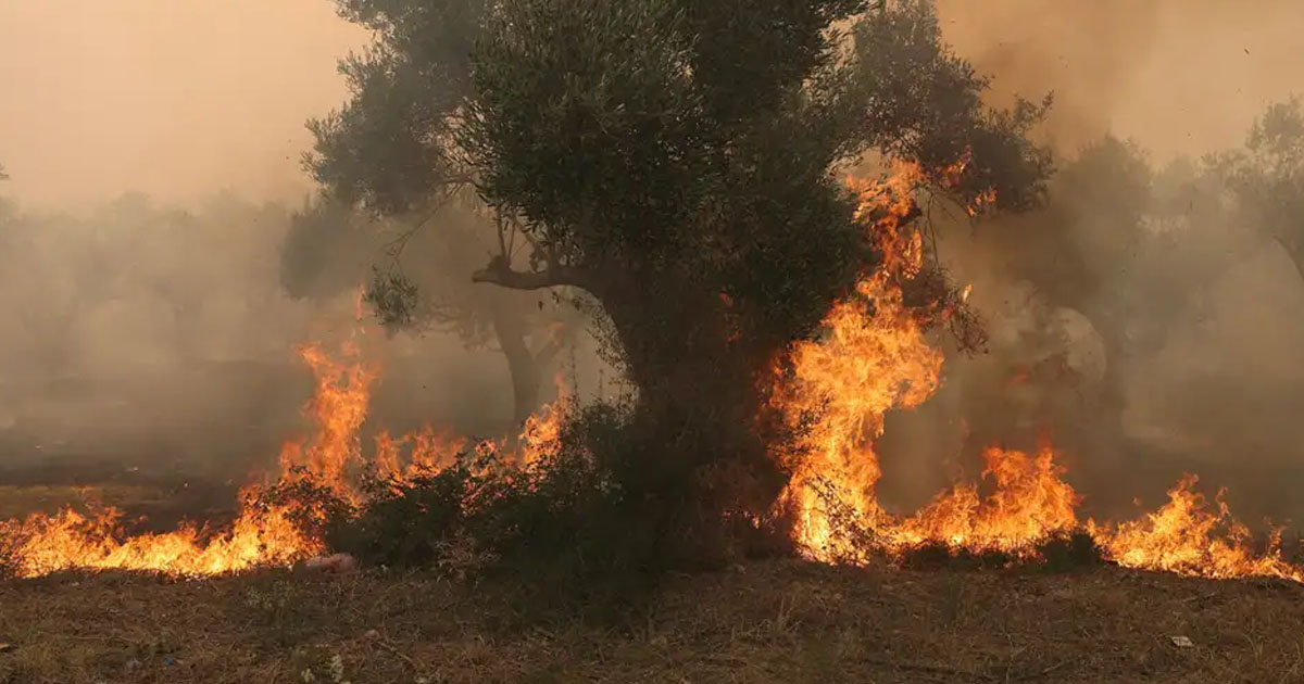 গ্রিসে দাবানলে পুড়ে মৃত্যু অন্তত ১৮ জনের 