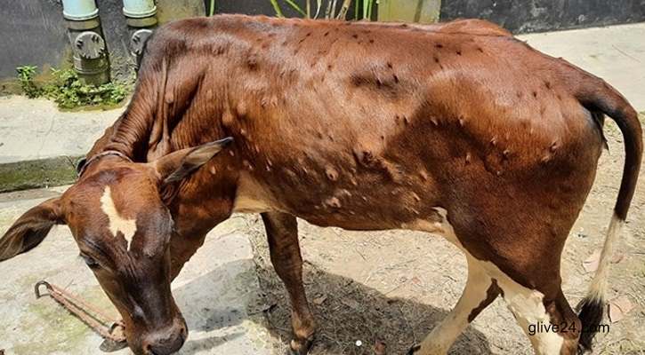 নন্দীগ্রামে লাম্পি স্কিন রোগ ছড়িয়ে পড়ায় কৃষক-খামারিদের মাঝে আতঙ্ক