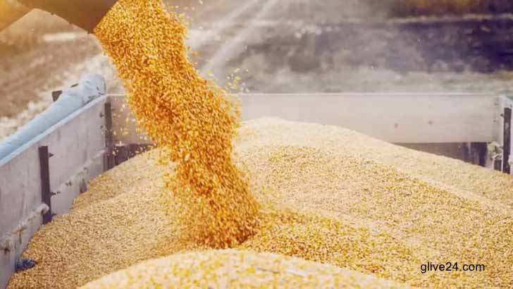 বৈশ্বিক খাদ্য সংকটে সবচেয়ে বেশি ক্ষতিগ্রস্ত গরিব আরব ও মুসলিম দেশগুলো